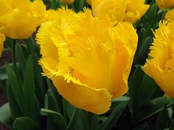 Keukenhof (16)